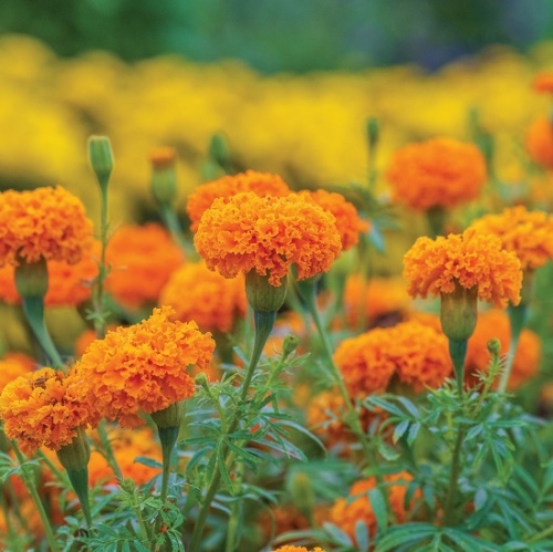 African Marigold Hot Stuff